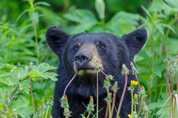 A black bear eating plants