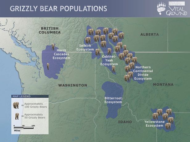 Map of grizzly bear populations in continental United States